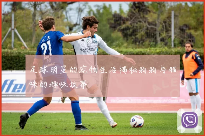 足球明星的宠物生活揭秘狗狗与猫咪的趣味故事